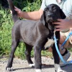 Roxana Central Asian Shepherd Dog