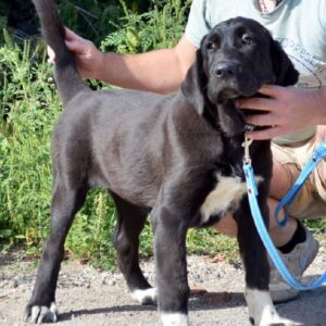 Sabina Central Asian Shepherd Dog