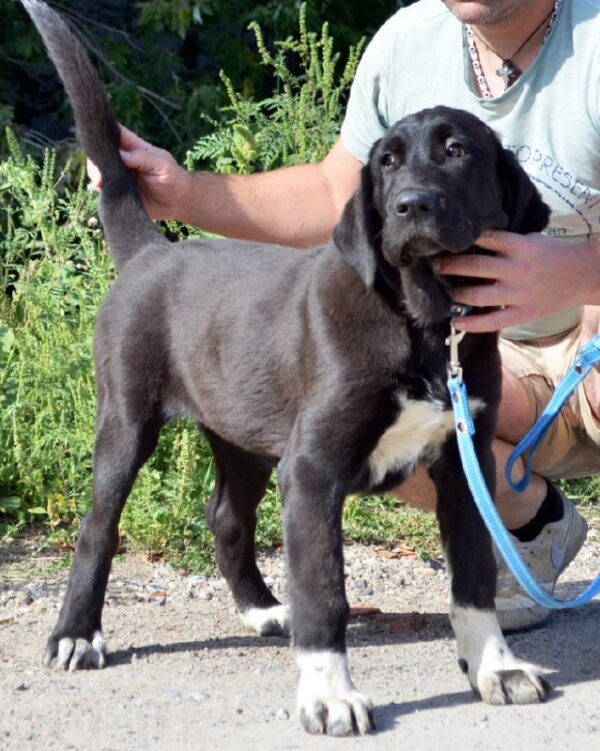 Sabina Central Asian Shepherd Dog
