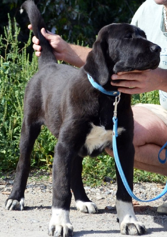 Sabina Central Asian Shepherd Dog
