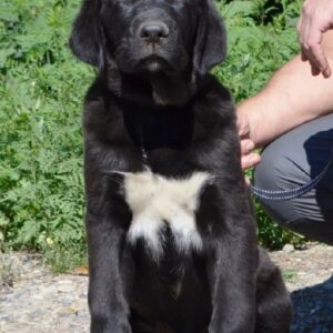 Sabina Central Asian Shepherd Dog