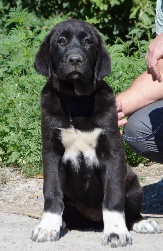 Sabina Central Asian Shepherd Dog