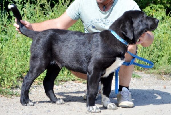 Sardar Central Asian Shepherd Dog