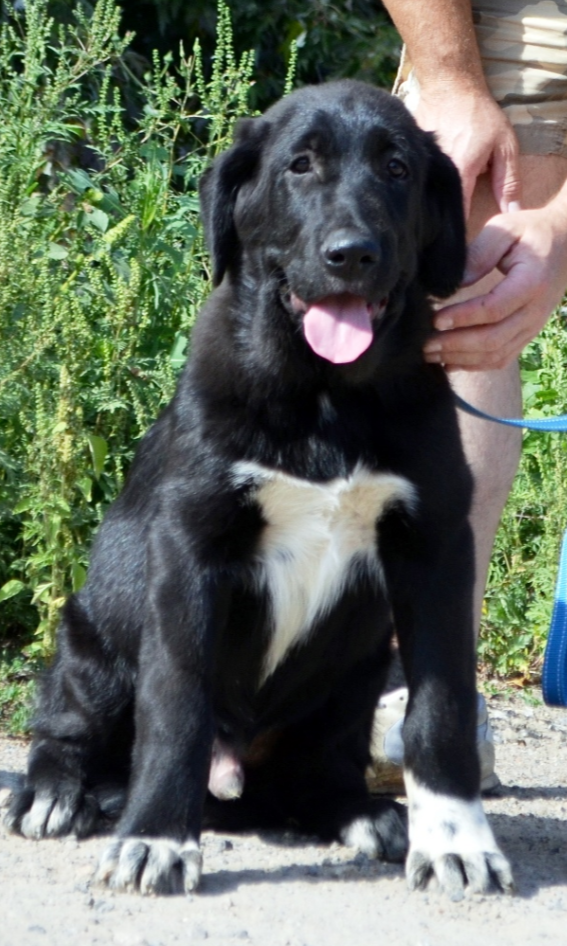 Sardar Central Asian Shepherd Dog