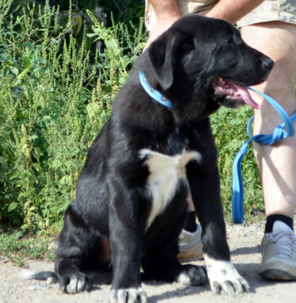 Sardar Central Asian Shepherd Dog