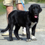 Sabina Central Asian Shepherd Dog