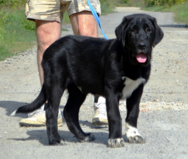 Sardar Central Asian Shepherd Dog