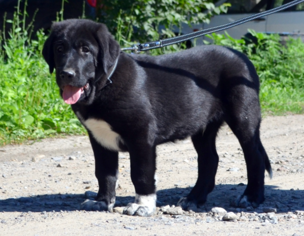 Sardar Central Asian Shepherd Dog