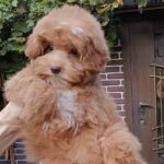Sacco-female-Pomapoo-puppy-for-sale-1 (1)