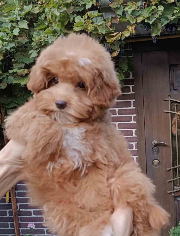 Sacco Pomapoo