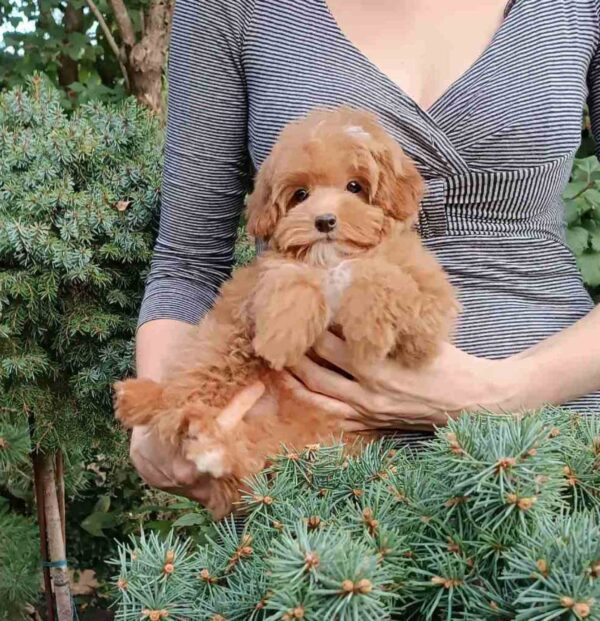 Sacco Pomapoo