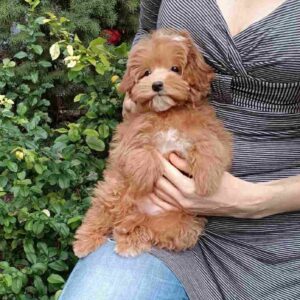 Sacco Pomapoo