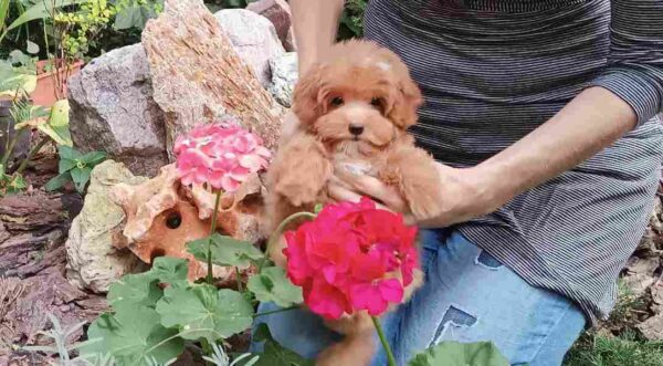 Sacco Pomapoo