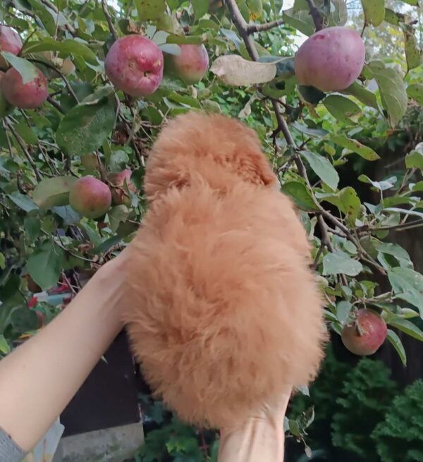 Sacco Pomapoo