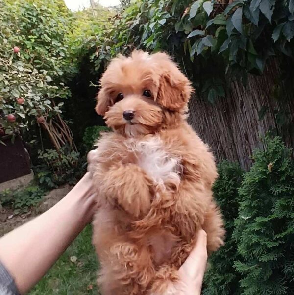 Sacco Pomapoo