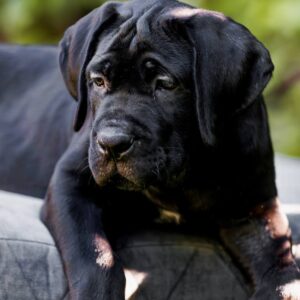 Safari Cane Corso