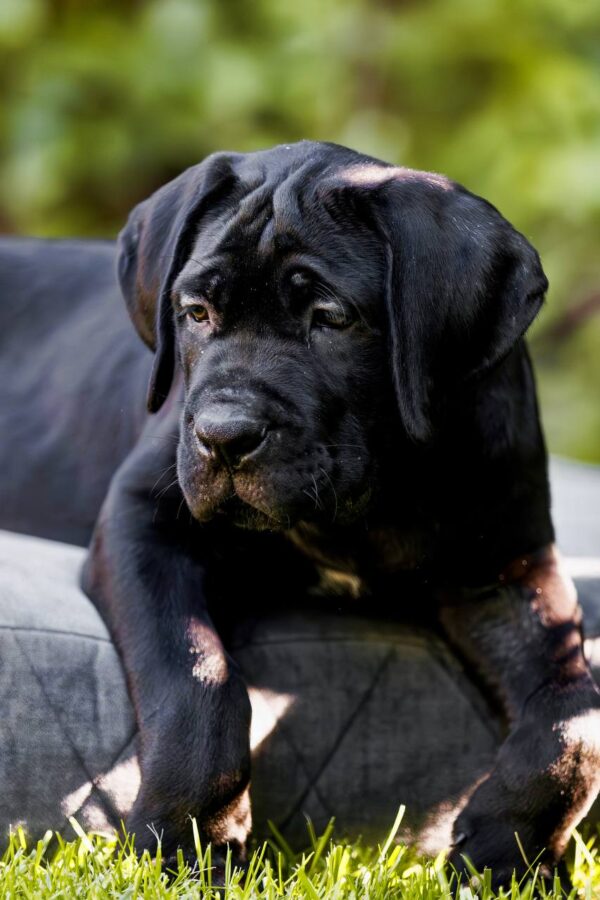 Safari Cane Corso