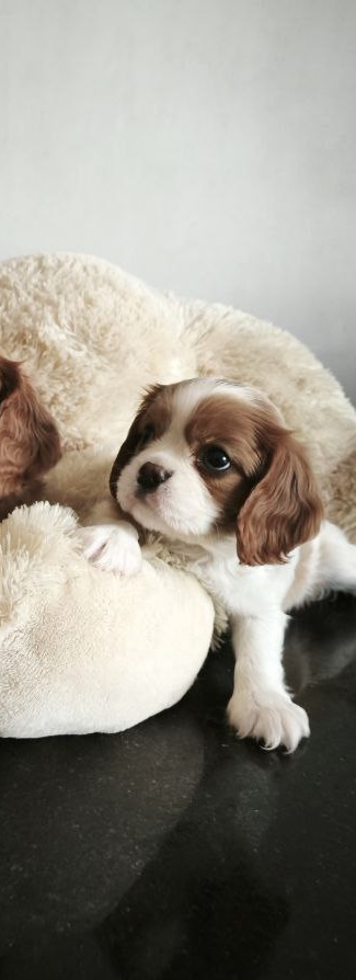 Salome Cavalier King Charles Spaniel