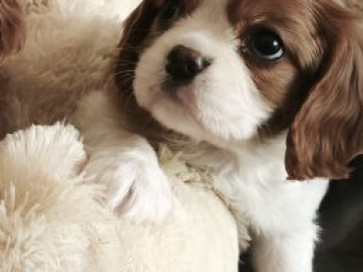 Baby Cavalier Spaniel Price Cavalier King Charles Spaniel Dogs And