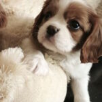 Serafima Cavalier King Charles Spaniel