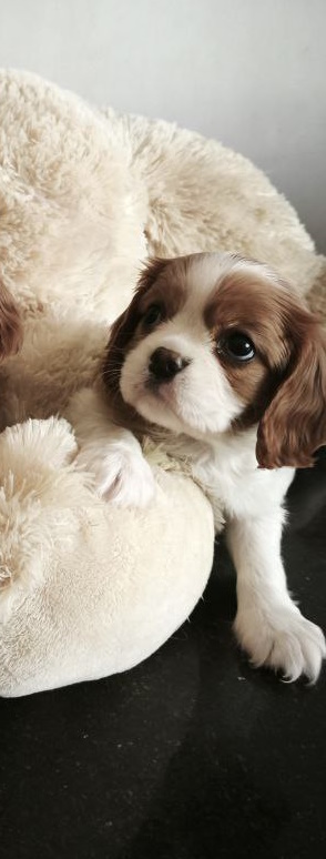 Salome Cavalier King Charles Spaniel
