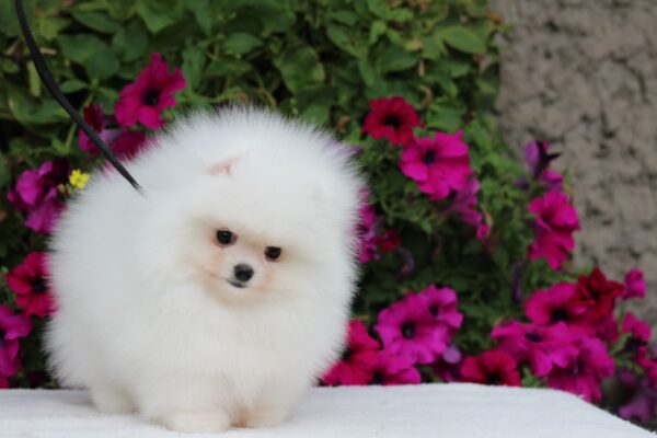 Salome Pomeranian
