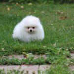 Salome-female-pomeranian-puppy-for-sale-1 (2)