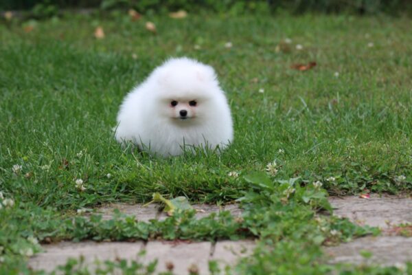Salome Pomeranian