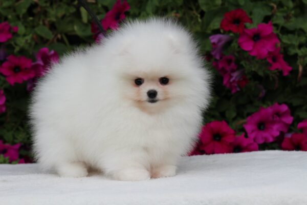 Salome Pomeranian