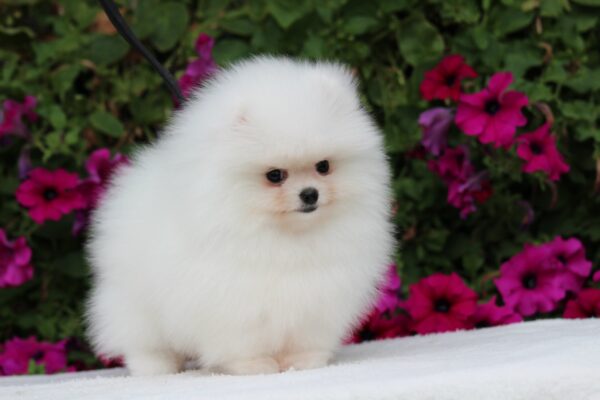 Salome Pomeranian