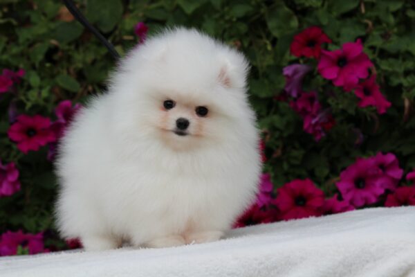 Salome Pomeranian