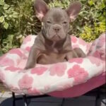 Topaz French Bulldog