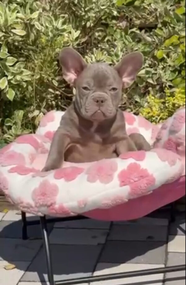 Salvador French Bulldog