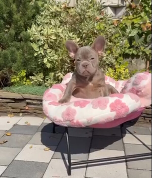 Salvador French Bulldog