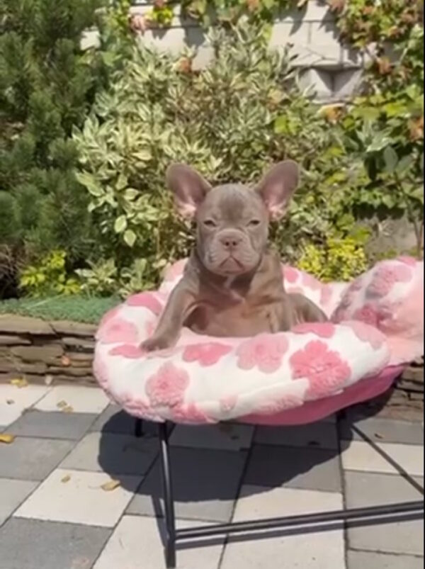 Salvador French Bulldog