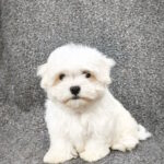 Stitch Maltese
