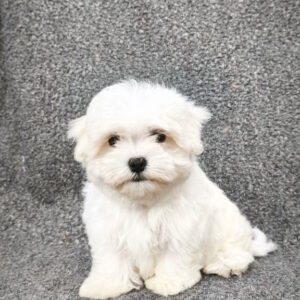 Sam Maltese