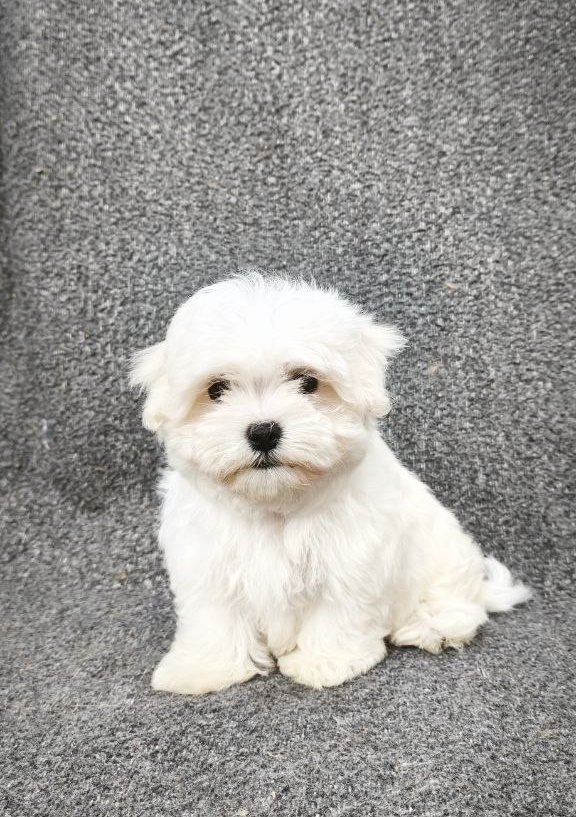 Sam Maltese