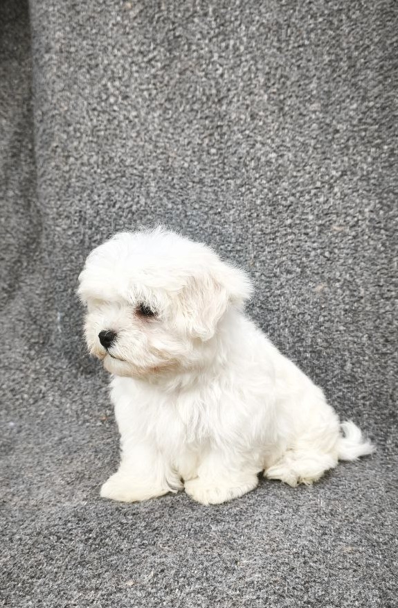 Sam Maltese