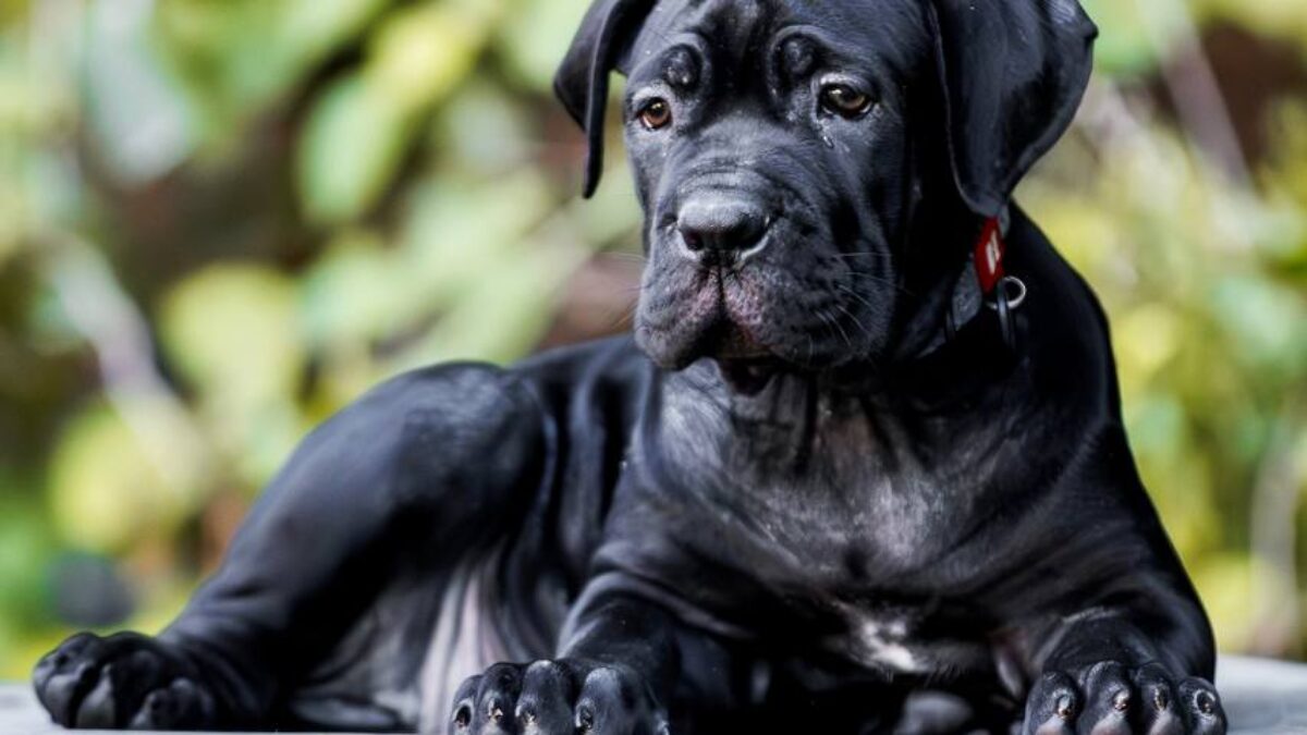 Cane Corso Dogs and Puppies for sale