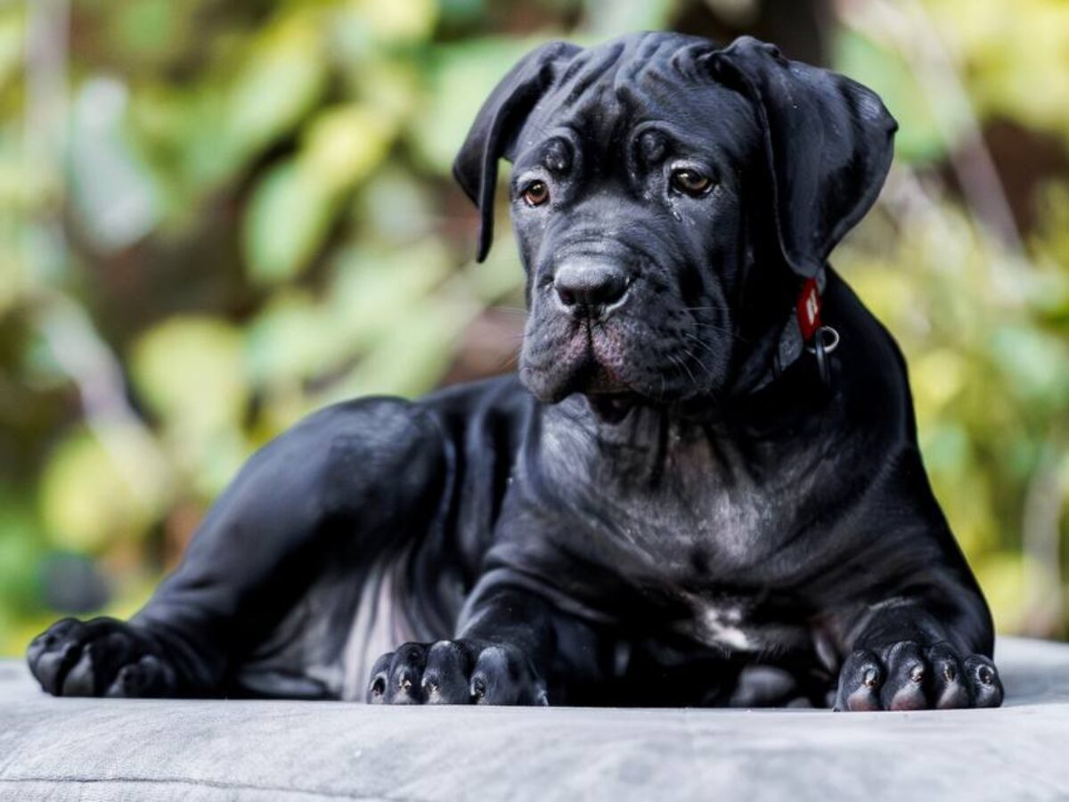 Cane Corso Best Big Dog Breeds For First Time Owners Best Show Me