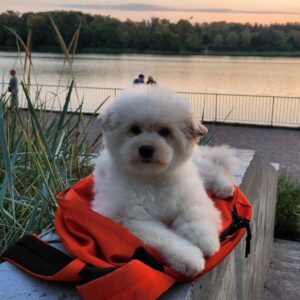 Sami Pomapoo