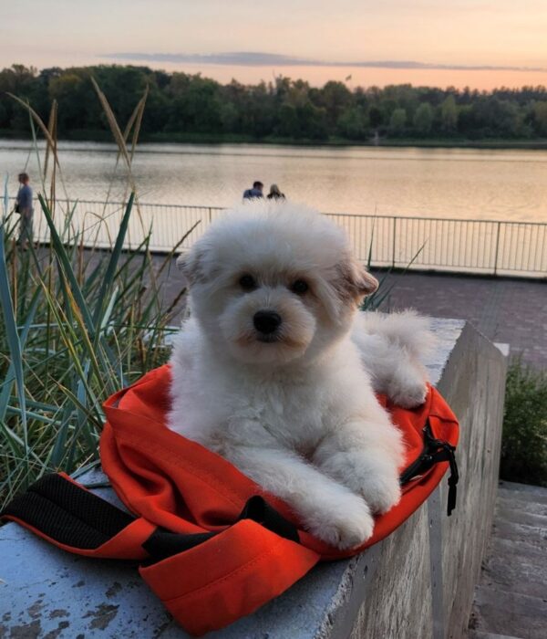 Sami Pomapoo