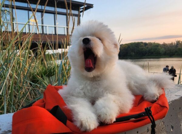Sami Pomapoo