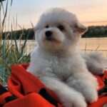 Sacco Pomapoo