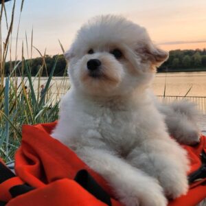 Sami Pomapoo