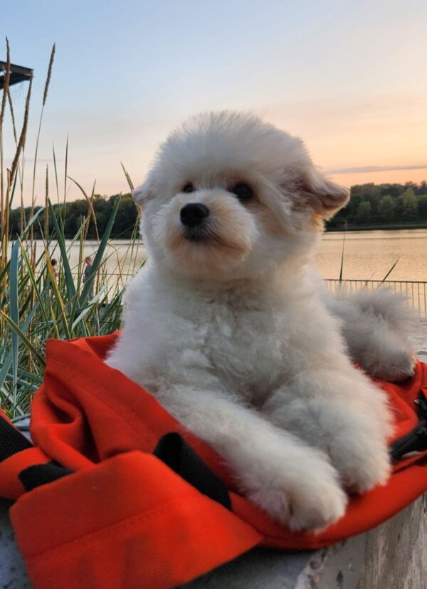 Sami Pomapoo