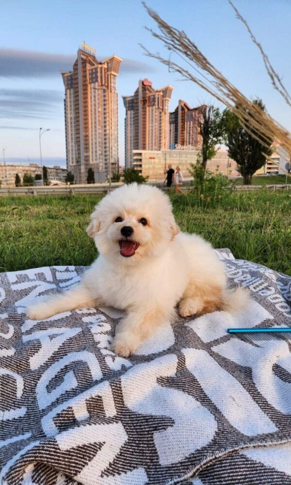 Sami Pomapoo