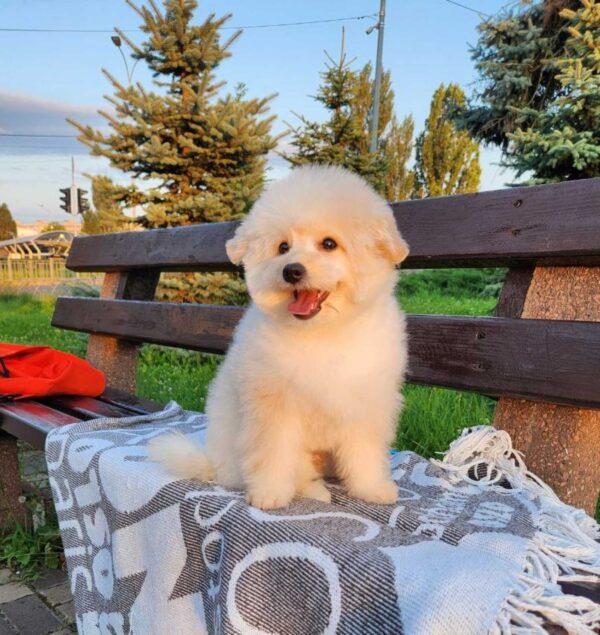 Sami Pomapoo