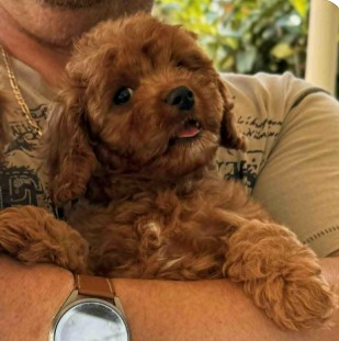 Samy Cavapoo